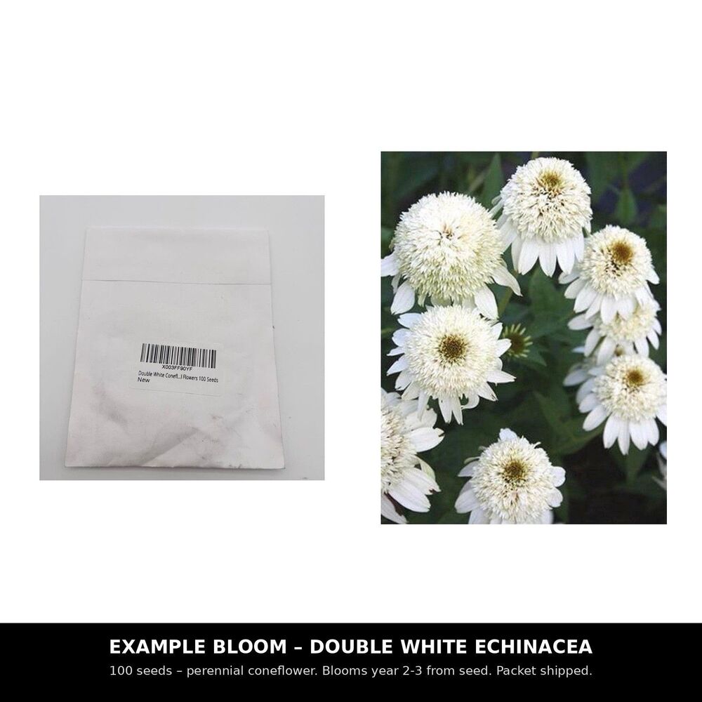 Double White Coneflower Seeds 100 Echinacea Purpurea Perennial Flower